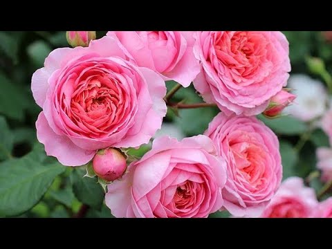 Видео: Розы🌹😍 Питомник АРОМАТ РОЗ🌹Обзор посылки с саженцами