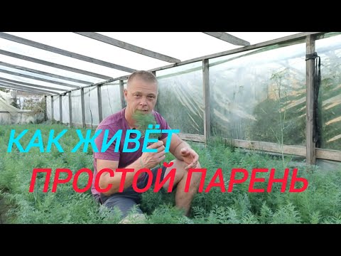 Видео: Зелень в самой дешёвой теплице.💲💲💲 Видео для постоянных зрителей