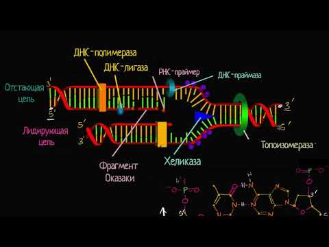 Видео: Лидирующая и отстающая цепи при репликации ДНК (видео 8) | ДНК. Молекулярная генетика | Биология