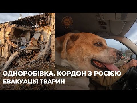 Видео: ОДНОРОБІВКА | КОРДОН З РОСІЄЮ | Евакуація тварин. Частина 2