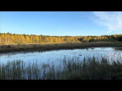 Видео: Осень в заброшенной деревне, пришли первые заморозки/делаю паровую пушку в баню