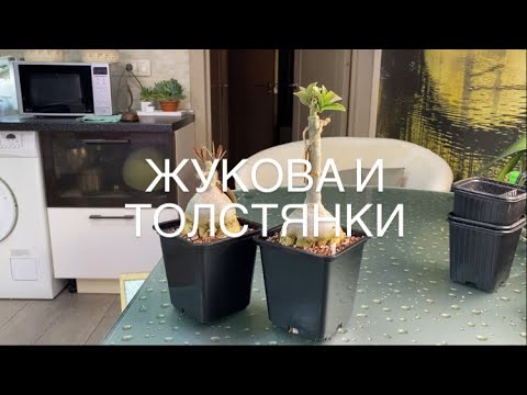 Видео: Пересадка адениумов и обрезка корней.