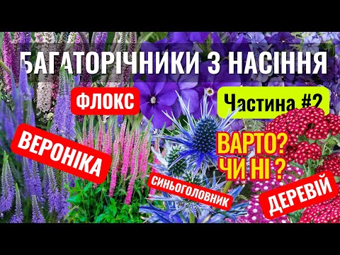 Видео: БАГАТОРІЧНІ КВІТИ З НАСІННЯ 🌸 Вероніка, Деревій, Синьоголовник, Флокс Друммонда #квітизнасіння 