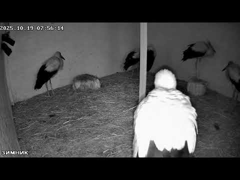 Видео: 🔴LIVE🔴 Брестский аист, Зимник