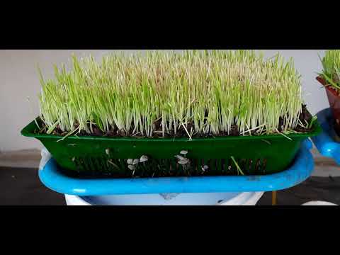 Видео: БГВ 157 ЗООГУМУС И МИКРОЗЕЛЕНЬ