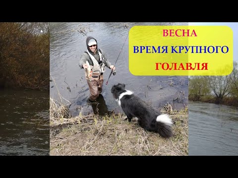 Видео: Весна - время крупного ГОЛАВЛЯ !