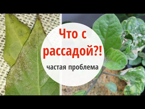 Видео: ОСТОРОЖНО! Паутинный клещ может уничтожить вашу рассаду