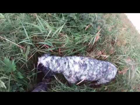 Видео: Дупель. Роль дупеля в охоте и натаске . 2020