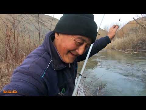 Видео: Тау Осман балығын аулау. 25.11.2021
