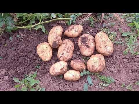Видео: Картофель "Сынок"