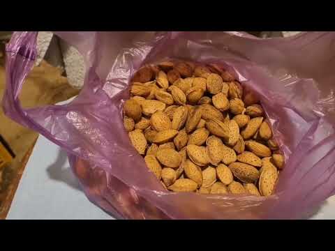 Видео: Посадка семян деревьев:Миндаль,Фисташка,Дуб.С помощью шуруповерта и бура.👍💪🌳