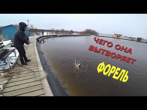 Видео: ПОСЛЕ ЗАРЫБЛЕНИЯ ФОРЕЛЬ НА ЖЕЛЕЗО