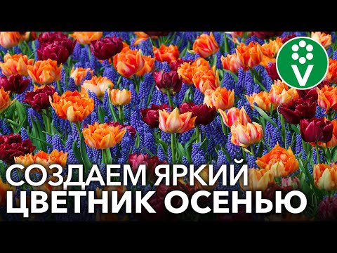 Видео: ЭФФЕКТНЫЙ ЦВЕТНИК ИЗ ЛУКОВИЧНЫХ ПО ВСЕМ ПРАВИЛАМ + СХЕМА ПОСАДКИ