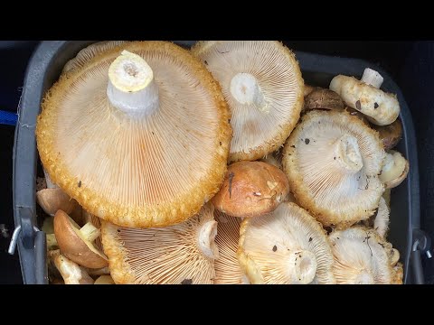 Видео: засолка груздей сырой холодный  посол груздей