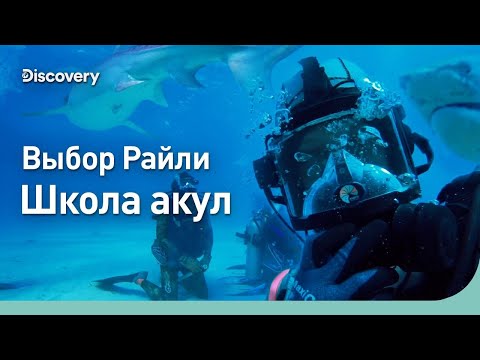Видео: Выбор Райли | Школа акул | Discovery