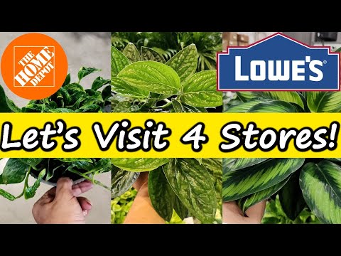 Видео: Покупайте растения вместе со мной в 4 разных крупных магазинах!