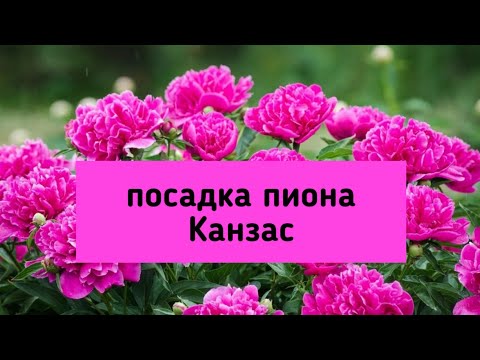 Видео: Осенняя посадка пиона Канзас.