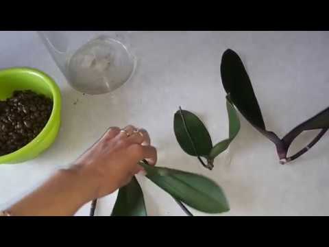 Видео: Меняю способ Реанимации орхидей из г. Тихорецка