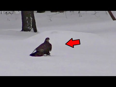Видео: Ястреб поймал моего Голубя. Два Ястреба Атакую Голубей || The hawk caught my Pigeons