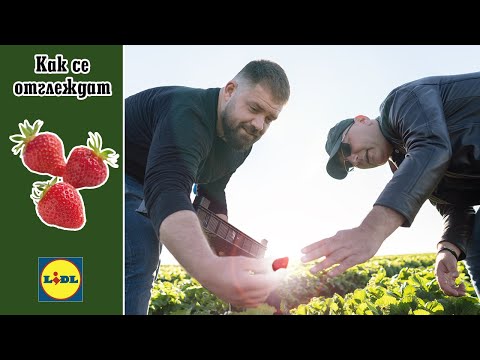 Видео: Как се отглеждат ягоди? | Lidl Bulgaria