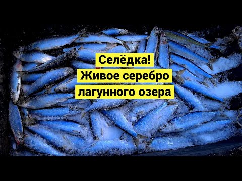 Видео: Селёдка! Живое серебро лагунного озера