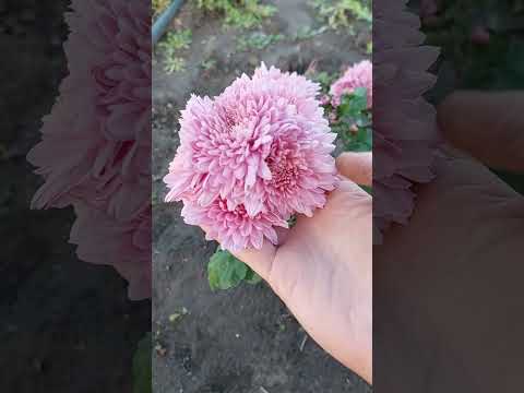 Видео: Хризантема Гомпі і Беппі, показую всі 6 кольорів Гомпі