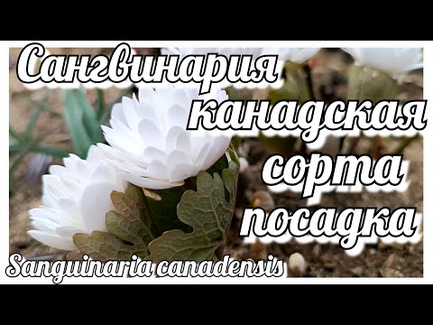 Видео: Сангвинария канадская/Кровавый корень Сорта моей коллекции. Посадка и уход. Почему кровавый корень?
