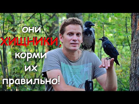 Видео: ПРАВИЛЬНЫЙ, НО НЕПРИЯТНЫЙ РАЦИОН ВРАНОВЫХ ПТИЦ. НЕ МОЖЕШЬ ЭТИМ КОРМИТЬ, НЕ ЗАВОДИ ВРАНОВЫХ ПТИЦ!