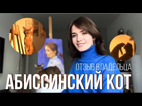 Видео: АБИССИНСКИЙ КОТ. Отзыв владельца.