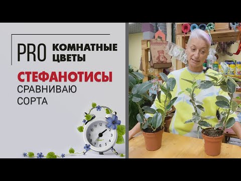 Видео: Стефанотис и Стефанотис Альпина. Сравниваем два сорта