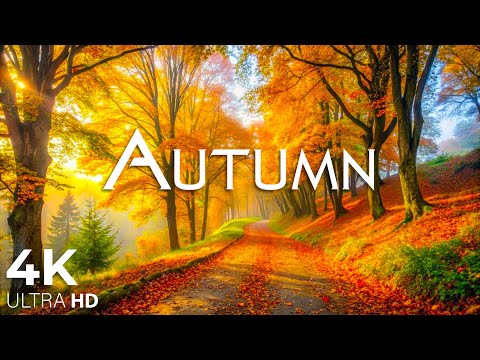 Видео: Чарующие осенние леса с прекрасной фортепианной музыкой 🍁Осенняя атмосфера и осенняя листва в 4K