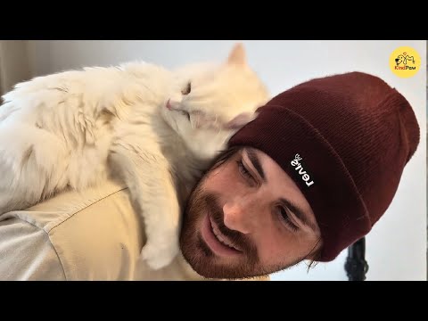 Видео: Их кот продолжал кричать без причины, пока они не узнали душераздирающую правду