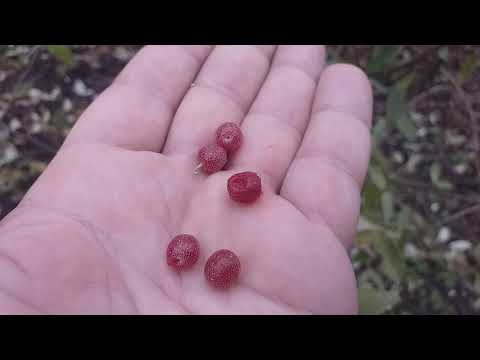 Видео: Свежая ягода на Новый год в Вашем саду! Лох Зонтичный (Elaeagnus Umbrellata). Дегустация 31 декабря.