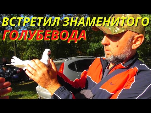 Видео: ЯРМАРКА ГОЛУБЕЙ г.Павлоград 01.10.2023 Голуби▶ Продажа▶ Цены💲📞 4-я часть