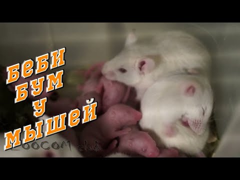 Видео: Сотни мышей в доме! Мышиный бэбибум!