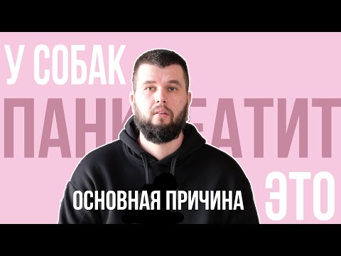 Видео: Большой секрет про панкреатит у собак | Энциклопедия UA DOG