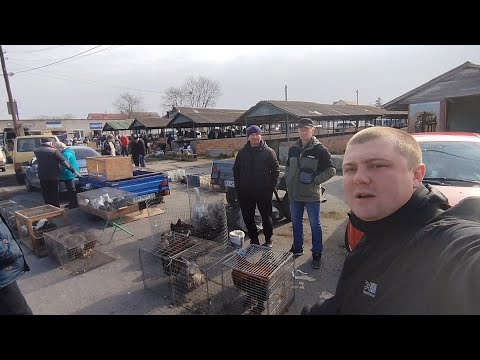 Видео: 23.03.2024. М. Козятин. Виставка - ярмарок голубів, іншої птиці та тварин.