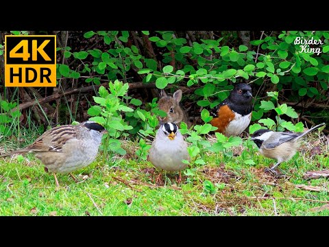 Видео: КОШКА ТВ 😺 Милые птицы и кролики 🐰 8 часов 4K HDR