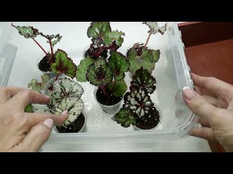 Видео: Завершающая⚡ посылка 📦 почтового сезона. Мои действия после получения деток бегоний.
