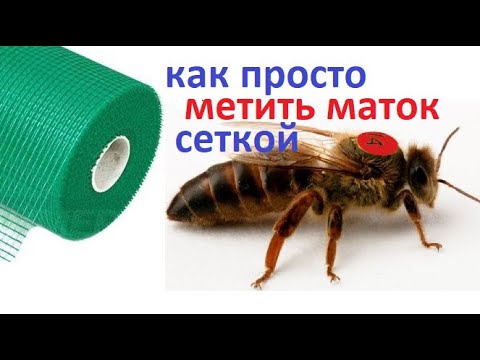 Видео: #пчёлы. Как я очень быстро просто наношу метки на пчелиных маток. Без всяких покупных приспособлений