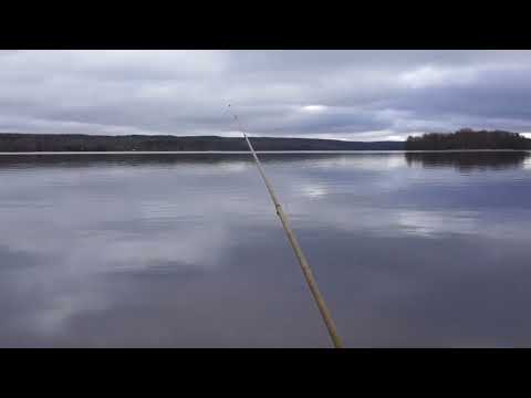 Видео: 🐗 🎣 🦆 К кабанам да на рыбалку. Охотничья места.  Три в одном.