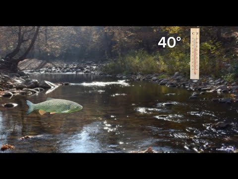 Видео: Ловя кефали на 40° градуса температура! Риболов на кефал по река Тунджа