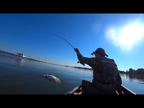 Видео: СОМ НА КВОК ПО ВОЛГЕ. CУДАК НА СЕЛЁДКУ. Ловля сома на квок. Рыбалка на судака сплавом по Волге.