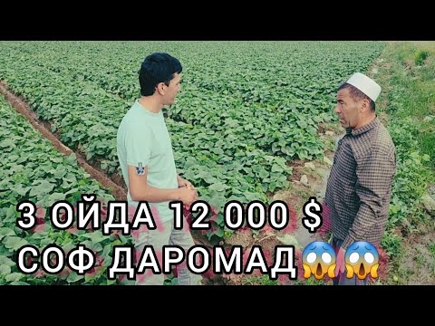 Видео: Бодиринг экиб мумайгина даромад олиш