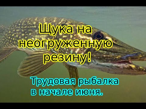Видео: Щука на неогруженную резину! Трудовая рыбалка в начале июня.
