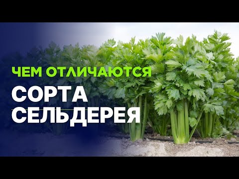 Видео: Как выбрать черешковый сельдерей для посадки