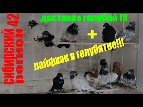 Видео: ТАДЖИКСКИЕ ГОЛУБИ+ДОСТАВКА ГОЛУБЕЙ.ЗИМОЙ в ГОЛУБЯТНЕ ИСПОЛЬЗУЮ.....отлетает на УРА!!!