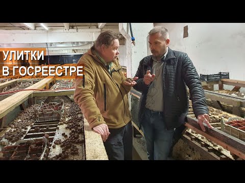 Видео: Улиточная ферма Сергея Балаева. Маточник улиток. Субсидии на улиток