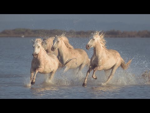 Видео: Музыка для Души! Потрясающе Красивая Эмоциональная Мелодия, уносящая вдаль! бегущая лошадь