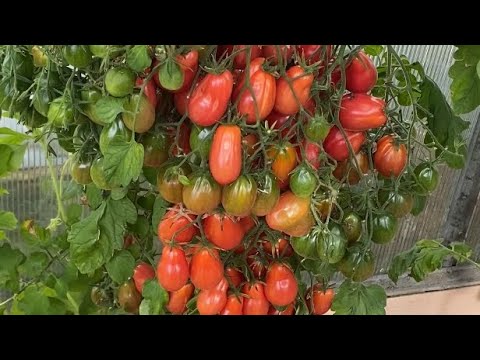 Видео: Дневник моих огородных дел. 13 сентября 2025